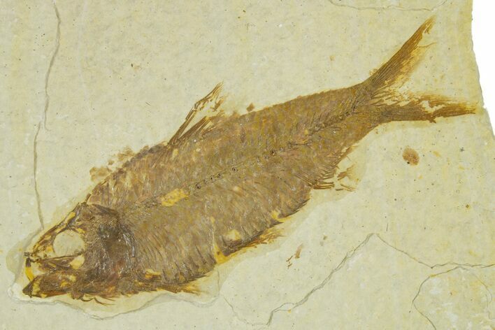 Detailed Fossil Fish (Knightia) - Wyoming #363892